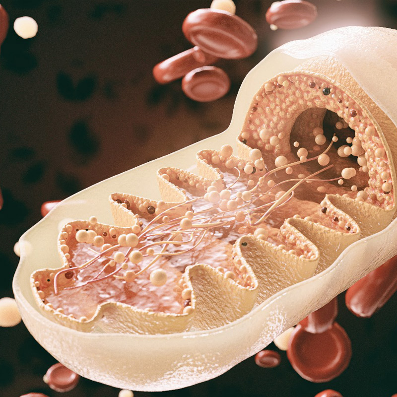 Mitochondrien-Booster